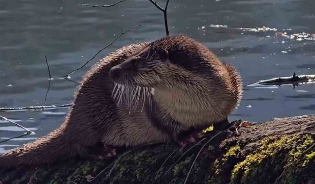 Bolu'da nesli tükenmekte olan su samuru görüntülendi