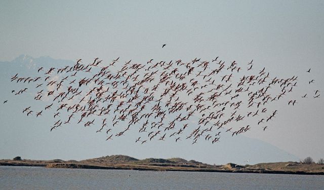 Çanakkale'de kış ortası su kuşu sayımları