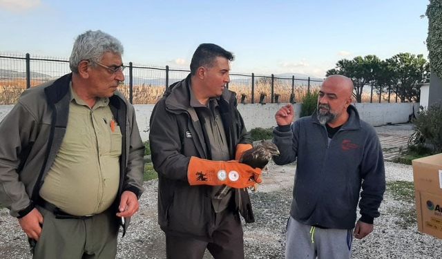 Çanakkale'de yaralı şahin koruma altına alındı