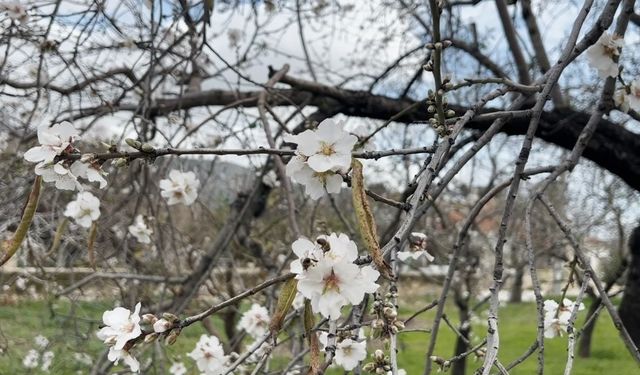 Datça'da badem ağaçları kış ortasında çiçek açtı