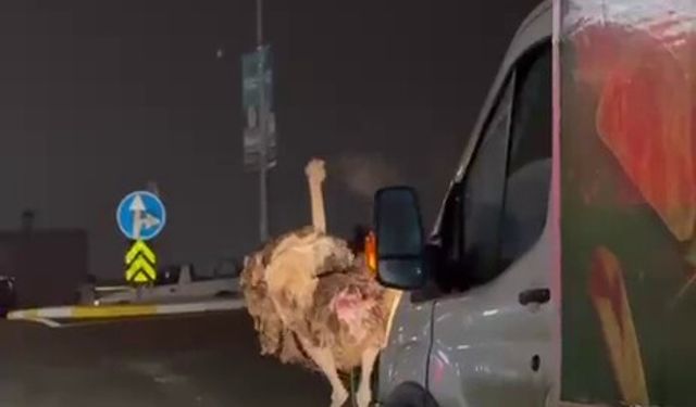 Deve kuşu, trafiği alt üst etti