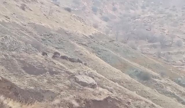Diyarbakır'da domuz sürüsü görüntülendi