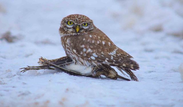 Doğada hayatta kalma mücadelesi