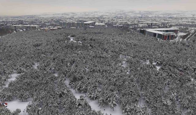 Elazığ'da beton yığınlarının arasındaki beyaz vaha mest etti