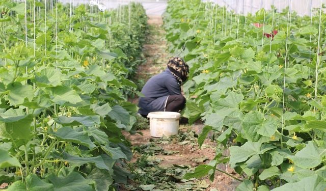 Erzincan'da kadın çiftçilere yüzde 50 hibeli sera desteği