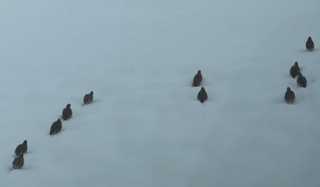 Erzincan'da keklik ve tavşan avı yasaklandı