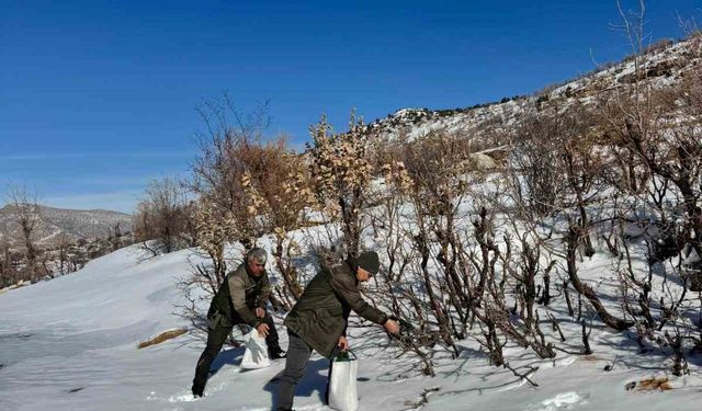 Gercüş'te orman ekibi doğadaki canlıları yalnız bırakmadı