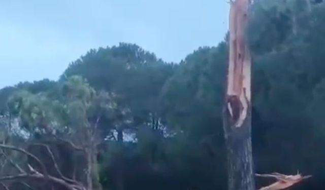 Golf sahasına düşen yıldırım ağacı parçalara ayırdı