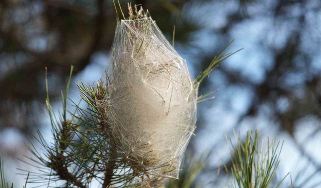 Hem ağaca hem insanlara zararı var: Samsun ormanlarında çam kese tırtılı istilası