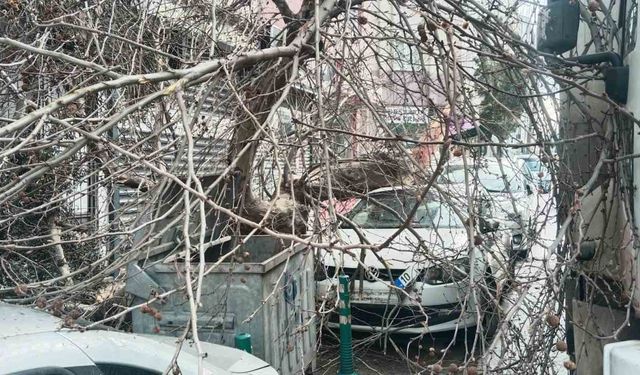 Kamyon çarptı, çınar ağacı araçların üzerine devrildi