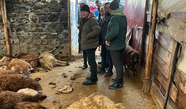 Kars'ta kurt dehşeti: Aç kurtlar 130 koyunu telef etti