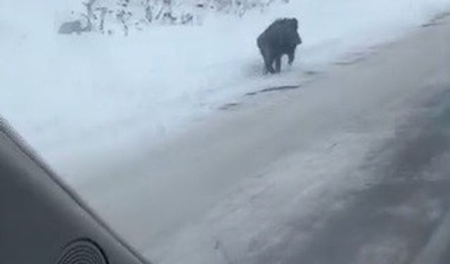 Kars'ta yol kenarında ilerleyen domuz cep telefonuyla kaydedildi
