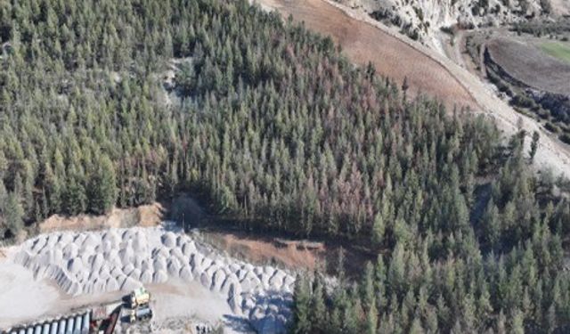 Kilis'te Akdeniz çam kabuk böceğine karşı biyoteknik mücadele