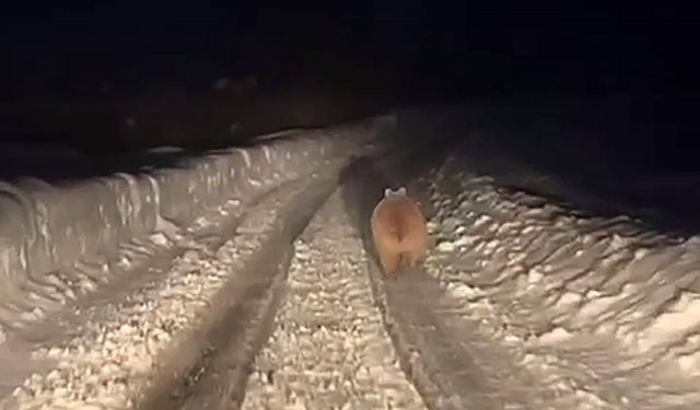 Kış uykusuna yatmayan ayı böyle görüntülendi