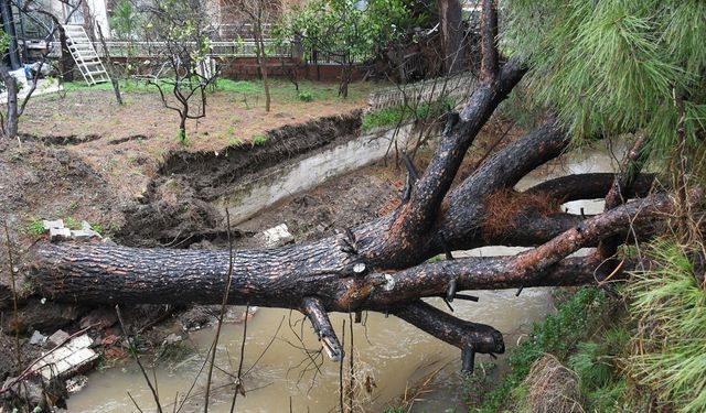 Kuşadası'nda dereye devrilen çam ağacı dere yatağını tıkadı, belediye ekipleri seferber oldu