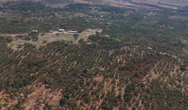 Mardin Büyükşehir Belediyesinden Derik zeytini için dal kanserine karşı mücadele