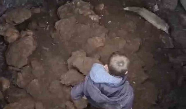 Mardin'de kuyuya düşen tilkiyi gençler kurtardı