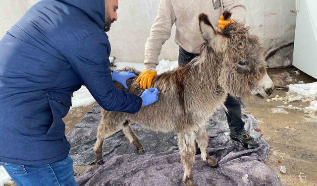 Mazıdağı Belediyesinin 'sahip çıkıldı' dediği sıpa sokağa terk edildi