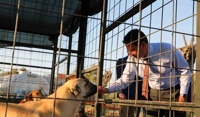 Muğla Büyükşehir 4 bin 34 can dostu sahiplendirdi