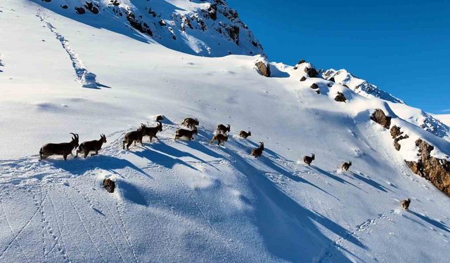 Munzur Dağları'nda yaban keçilerinin göçü havadan görüntülendi