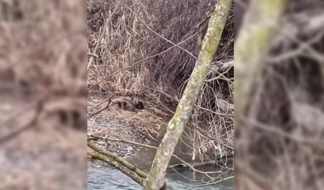 Nesli tehlike altında olan yavru su samurları Sinop'ta görüldü