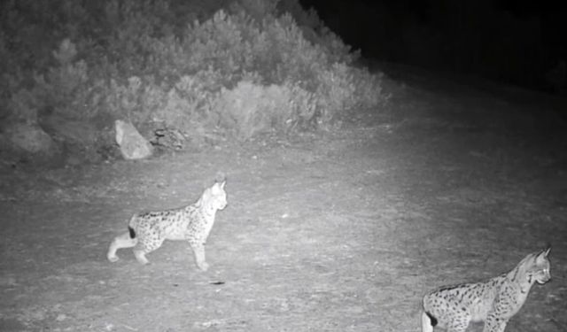 'Ormanın hayaleti' vaşak görüntülendi