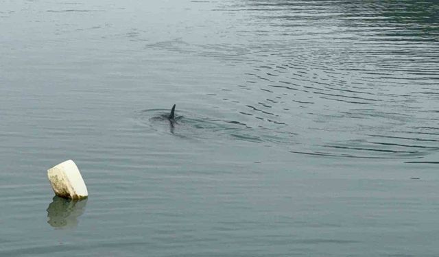 Sahil güvenlikten nefes kesen yunus kurtarma operasyonu