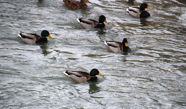 Sibirya'dan göç eden yeşilbaşlı ördekler Çoruh Nehri'ni mesken tuttu