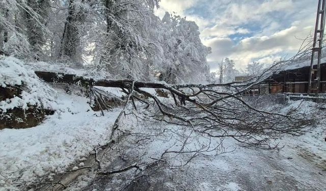 Sinop'ta kara yolunda ağaç devrildi