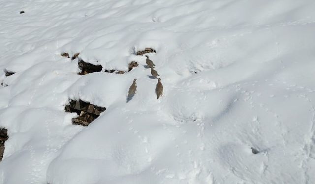 Şırnak'ta keklikler sürü halinde yiyecek aradı