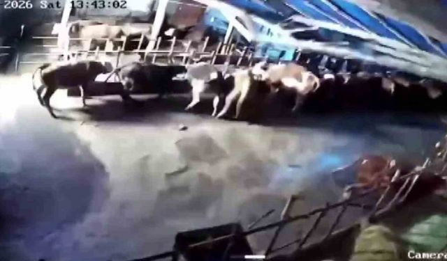 Sivas'ta ahır çöktü, o anlar güvenlik kamerasına yansıdı
