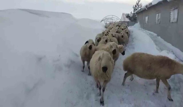 Sivas'ta kar kalınlığı yer yer 2 metreyi aştı, en çok hayvancılık yapanlar zorlandı