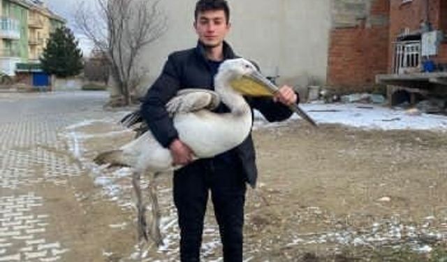 Sokakta gezerken pelikan buldu