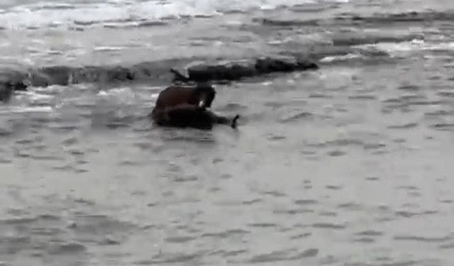 Tekirdağ kıyılarında su samuru görüntülendi