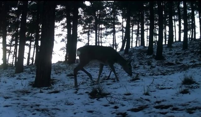 Tekirdağ'da Ganos Dağı'nda yaban hayatı fotokapana yansıdı