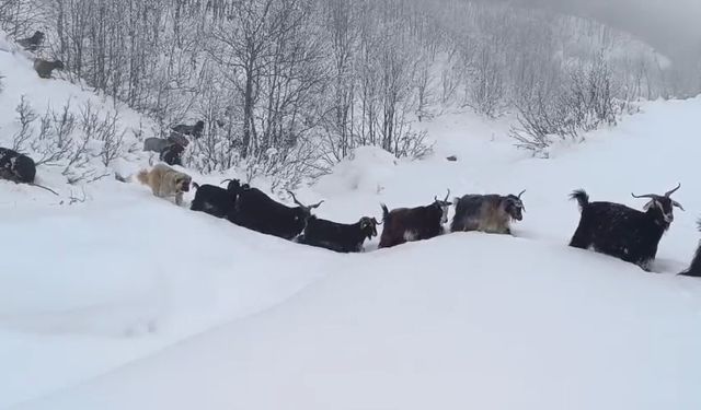 Yaban domuzunun saldırısına uğrayan çoban kameraya yansıdı