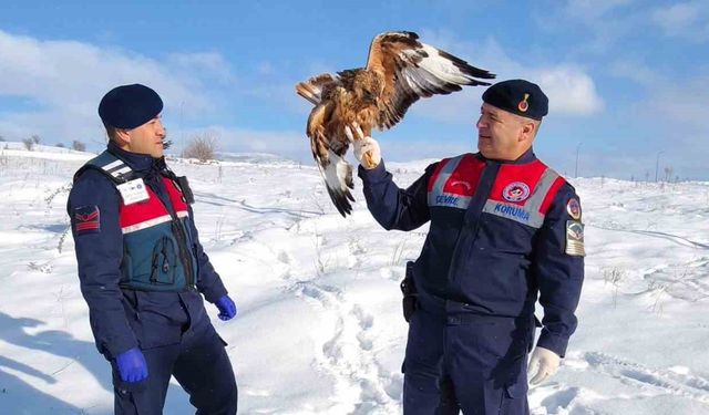 Yaralı kızıl şahin koruma altına alındı