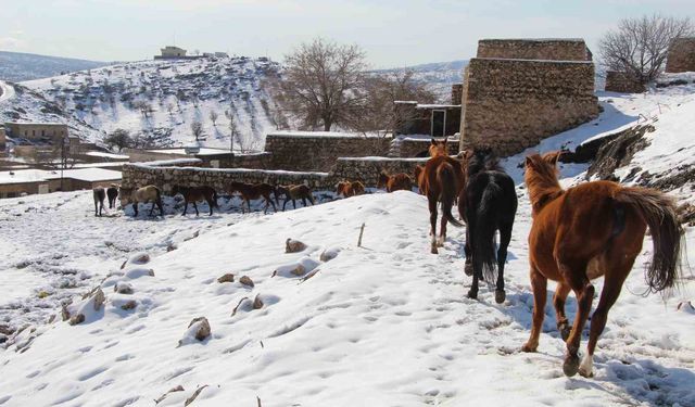 Yılkı atları fotoğrafçıların gözdesi oldu