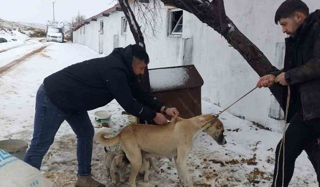 Yozgat'ta 2025 yılında 7 bin 548 sahipli hayvana mikroçip uygulandı