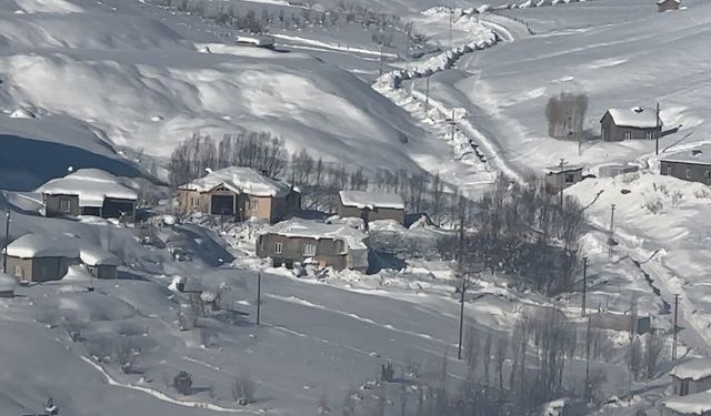 Yüksekova'da çiftçilere 'kurt saldırısı' uyarısı