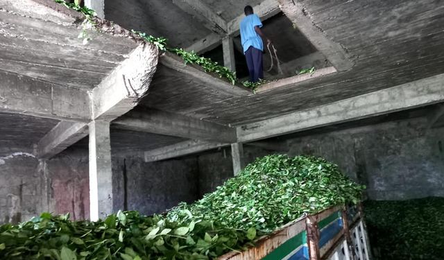 Çay yükleme işine şirketli çözüm