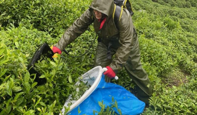 Çay işçilerine 12 hafta boyunca uygulandı, sonuç şaşırtıcı