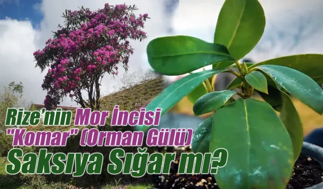Rize’nin Mor İncisi "Komar" Saksıya Sığar mı?
