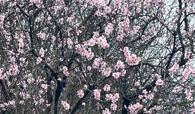 Artvin'de meyve ağaçları çiçek açtı
