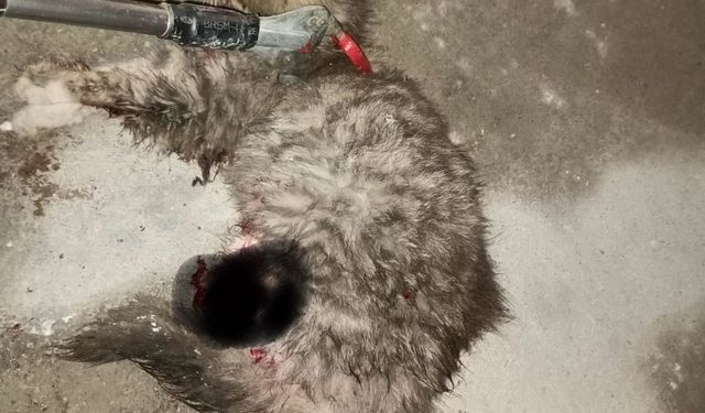 Ayvacık'ta otomobilde sıkışan kedi kurtarıldı