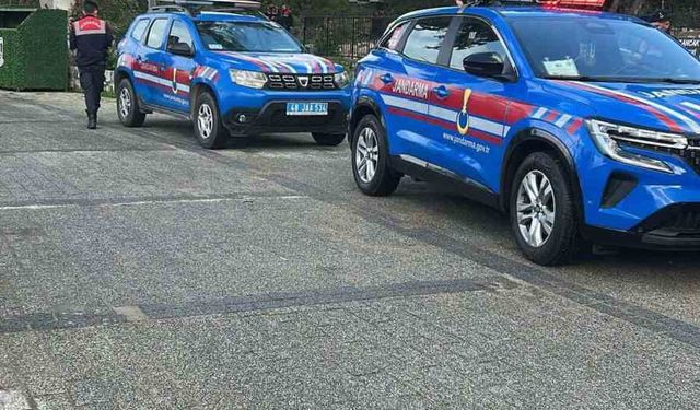 Bodrum'da iki köpeğin silahla vurulduğu iddiası