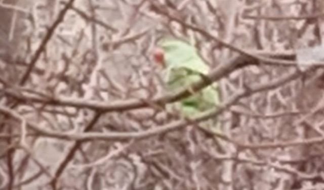 Evden kaçan papağan 2,5 yıldır doğada yaşıyor