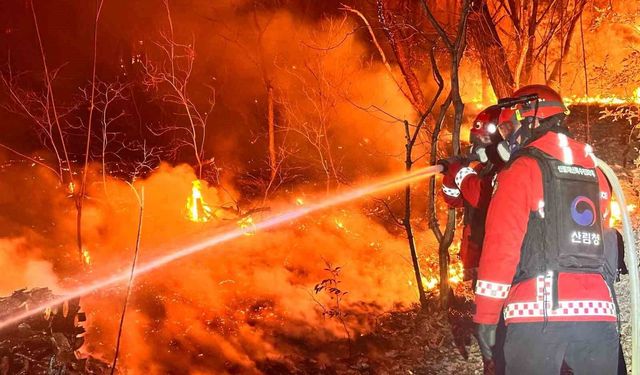 Güney Kore'de orman yangını: 200 futbol sahası büyüklüğünde alan küle döndü