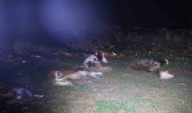Kırşehir'de bulunan 13 cansız hayvan jandarmayı harekete geçirdi