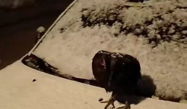 Kümesine giremeyen tavuk otomobil üzerine yumurtladı